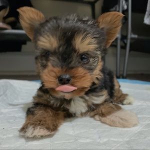 Meet your Posher, Gabriela